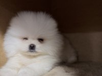 Pomeranian boo yavrularımız