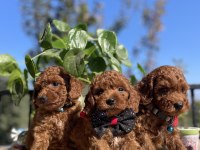 ÜST KALİTE KORE KAN POODLE YAVRULAR