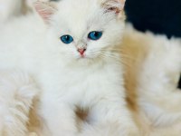 British shorthair ve longhair safkan yavrular