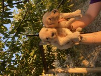 Kaliteli Golden Retriever Bebeklerimiz