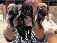 Cane Corso yavrularımız ruhsatlı çiftliğinden