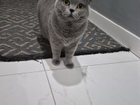4 Yaşında Dişi Kısır British Shorthair