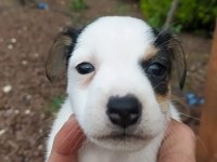 2 aylık Jack Russell safkan