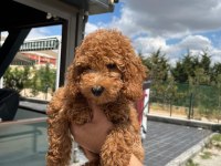 4 aylık poodle yavrumuza yuva arıyoruz