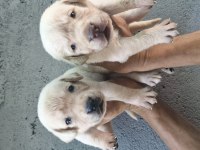 Labrador yavrularımız