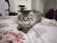 Son 2 british shorthair yavrumuz