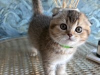 Scottish fold shorthair sıfır kulak erkek yavrular