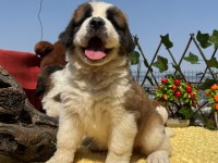 Heybetli Üst Kaliteli St Bernard Yavrular
