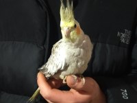 Çift Sultan Papağanları