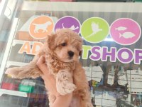 Kaliteli Maltipoo yavrular