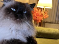 Ragdoll erkek kedimize eş arıyoruz