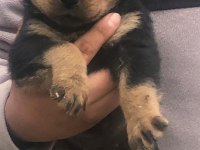 KOCA KAFA ANNE BABADAN NADİR KAN KÖPEĞİMİZ