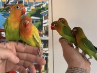 Bebek Cennet Papağanı