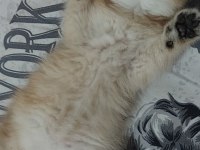 Oyuncu safkan british şecereli anne baba