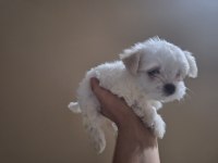 Orijinal 0 numara maltese 2 aylık dişi yavrular
