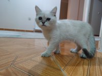 British shorthair 3 aylık