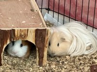 1,5 Yaşında 2 Tatli Ginepig Oglumuza Omurluk Yuva Ariyoruz