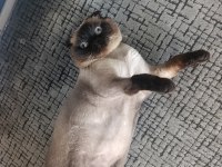 Scottish Fold Maviş İçin Yeni Ev