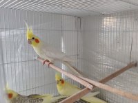 Konuşan Lutino Sultan Papağanı