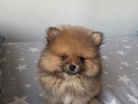 2 AYLIK POMERANİAN BOO