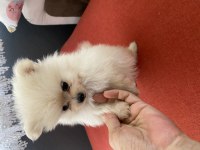 Pomeranian 45 günlük köpekler