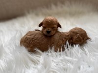 Poodle bebişlerimiz