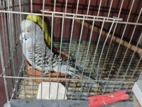 TOPLU KÜMES SATIŞ