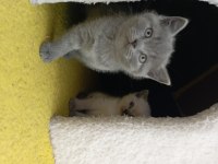 British longhair erkek dişi blue point