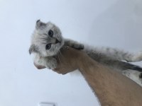 Kedimiz için Wp dan ulaşabilirsiniz