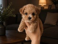 TEACUP gerçek garantili Maltipoo