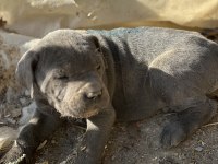 A kalite cane corso yavrularımız yeni yuvasını arıyor