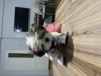 Shih tzu prenses sindi