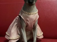 Safkan Eşsiz Güzellikte Sphynx (Sfenks) Kedisi