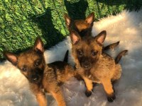 Orjinal Belçika malinois yavrular