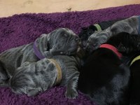 Dev Cane Corso Yavruları