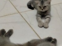 Sevimli oyuncu bebekler scottish fold