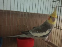 Eşe hazır 1 yaşında evcil erkek sultan papağanı