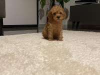 En güzel toy poodle bebekler
