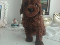Toy poodle yavruları