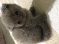 Yeni doğan scottish fold