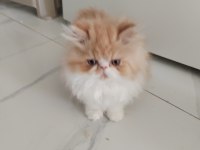 Cfa Kayıtlı Anne Ve Baba Yavru Kediler