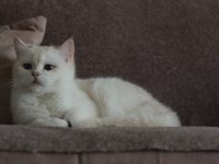 BRİ SH NY Aria mango british shorthair