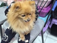 Pomeranian Boo Dişi