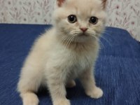 A KALİTE BRİTİSH LONGHAİR YAVRULAR