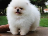 TEDDY BEAR POMERANİAN YAVRULARI
