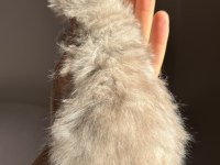 Nadir Renk Blue Golden Ay12 British Longhair