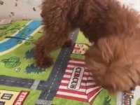 Toy poodle