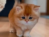 Efsane Saf kan Golden Longhair Dişi Erkek Bebeklerim