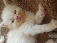 Kırıkkale içi british shorthair