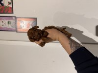 Poodle Kurabiyelerim yeni ailesini arıyor